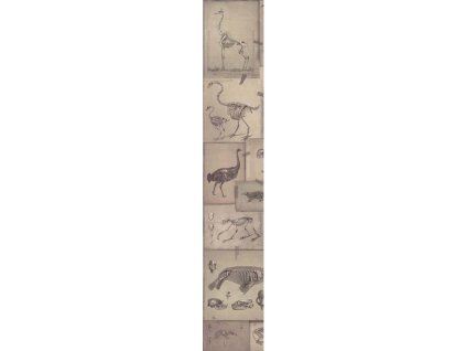 21190 mindthegap zooarchaeology tapeta