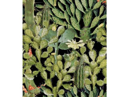 22267 mindthegap opuntia anthracite tapeta
