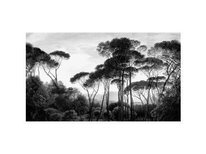 53880 1 vladila taormina pines tapeta