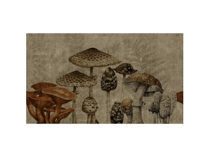 54867 1 vladila old fungarium tapeta