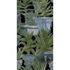 21928 2 mindthegap echeveria tapeta
