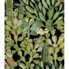 22267 mindthegap opuntia anthracite tapeta
