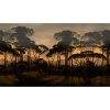 53874 1 vladila umbrella pines dusk tapeta