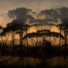 53874 3 vladila umbrella pines dusk tapeta