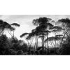 53880 1 vladila taormina pines tapeta