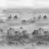 53895 2 vladila foggy landscape grey tapeta