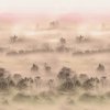 53898 3 vladila foggy landscape peach tapeta