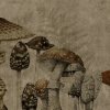 54867 3 vladila old fungarium tapeta